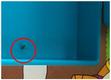 Insect inside a blue tray. The circle marks a separate insect-contamination example.